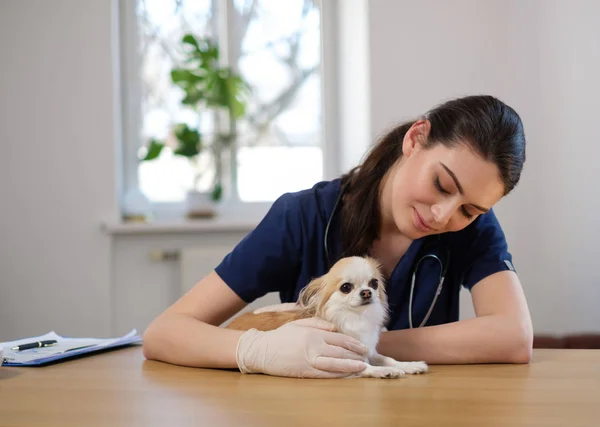 Yavru Kedi ve Köpekler İçin 7/24 Acil Servis Veteriner Desteği Neden Gereklidir?