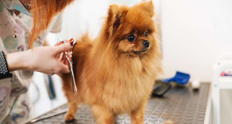 Kedi ve Köpeklerde Tıraş Uygulamaları