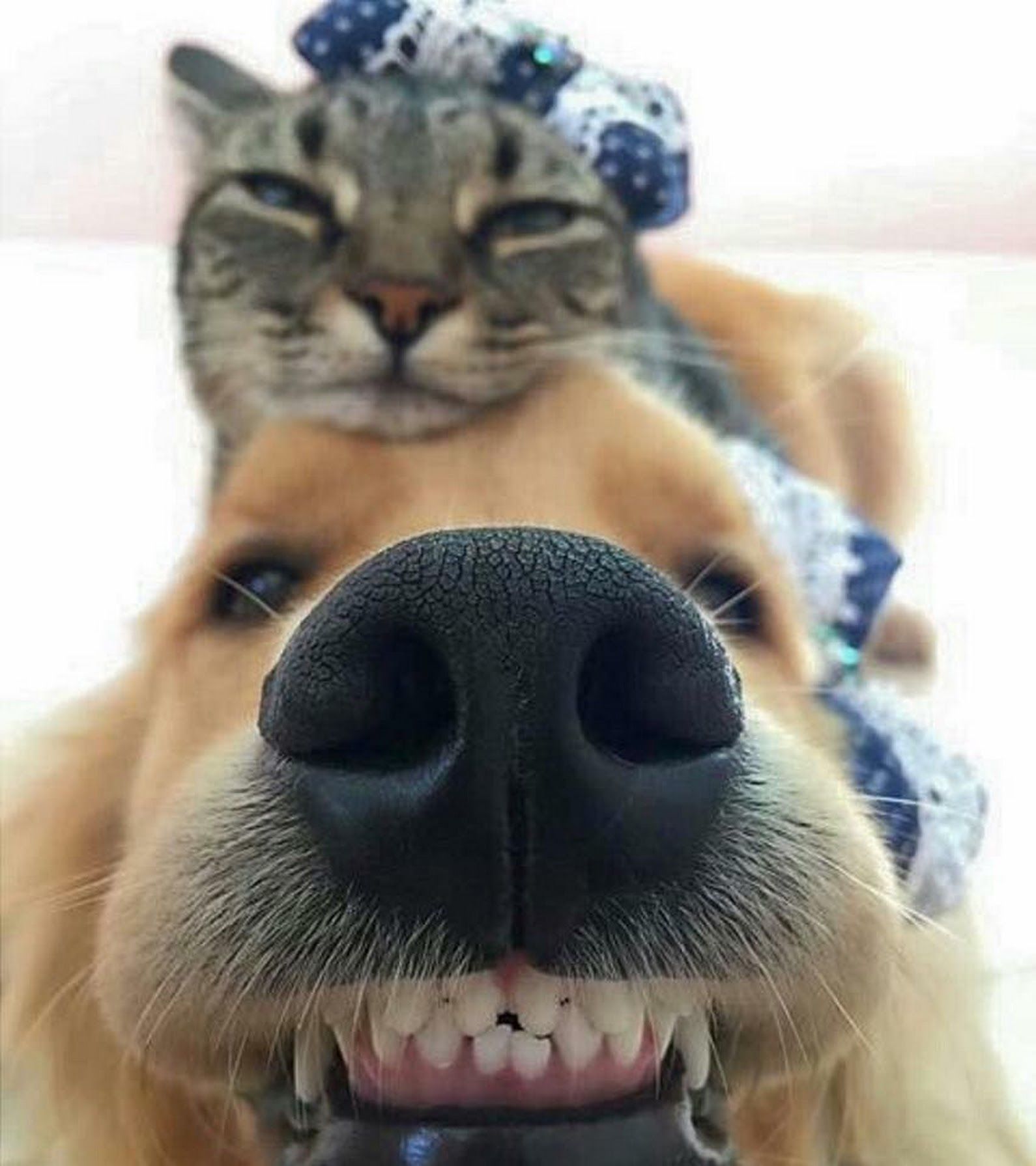 Kedi ve Köpeklerde Normal Tansiyon Değerleri