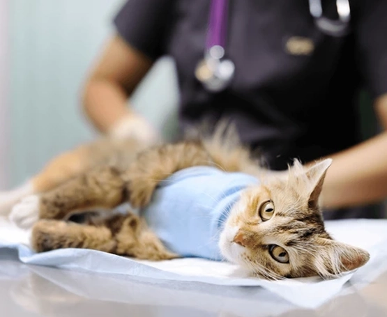 Kedi ve Köpeklerde Sezaryen: Ne Zaman Gerekir ve Nasıl Uygulanır?