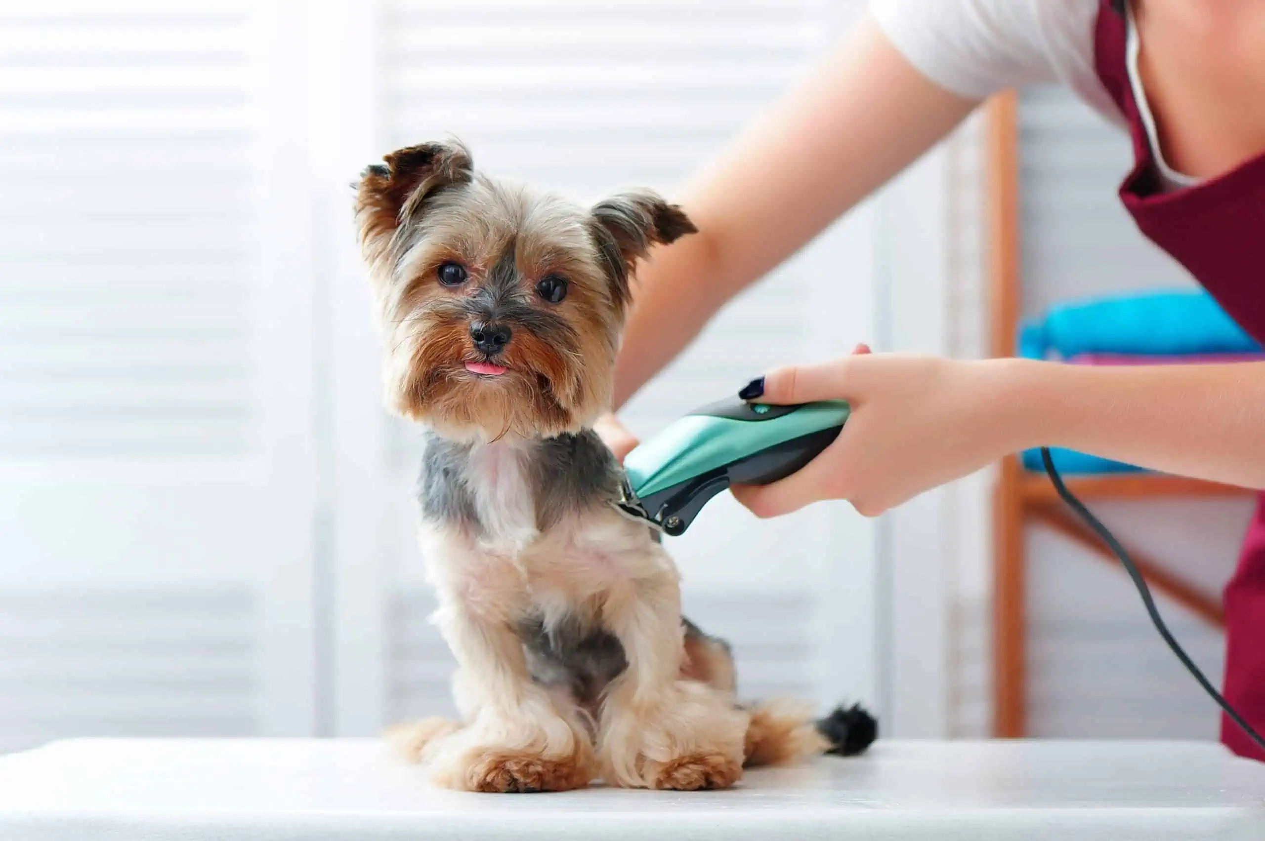 Kısa Tüylü Köpekler Tıraş Edilmeli mi?