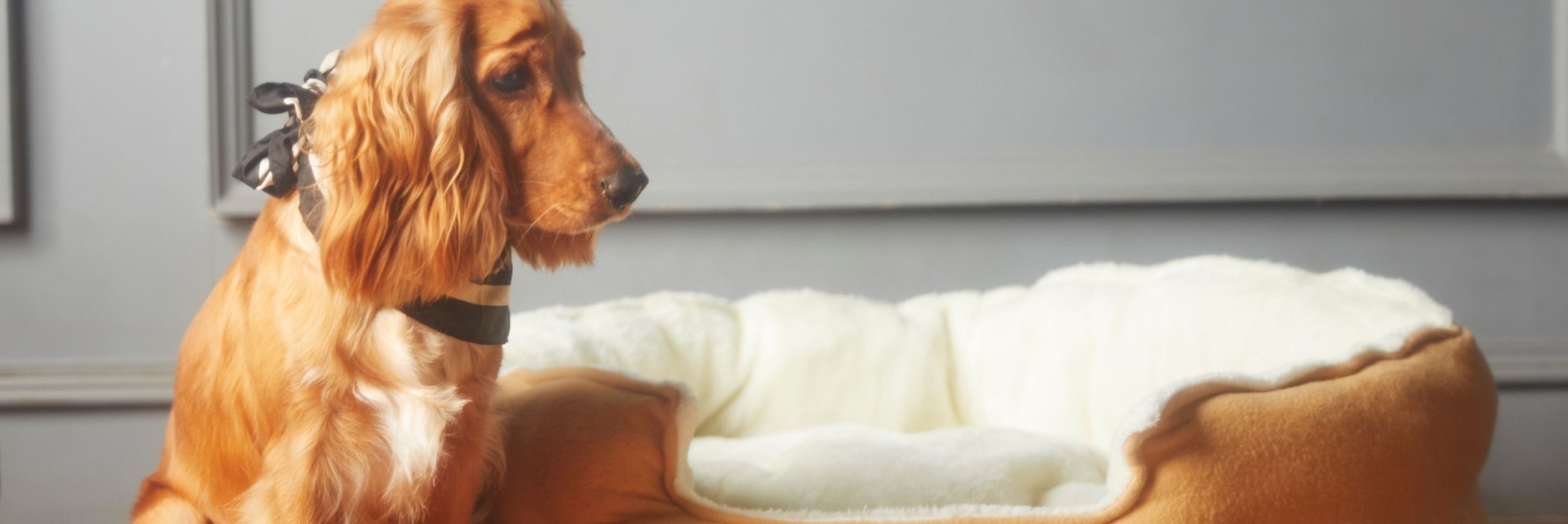 Evcil Hayvanlar İçin Doğru Petshop Ürünleri Nasıl Seçilir?