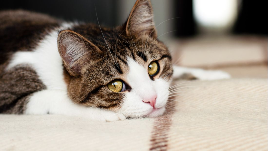 Kedi ve Köpeklerde Diş Taşı Temizliği
