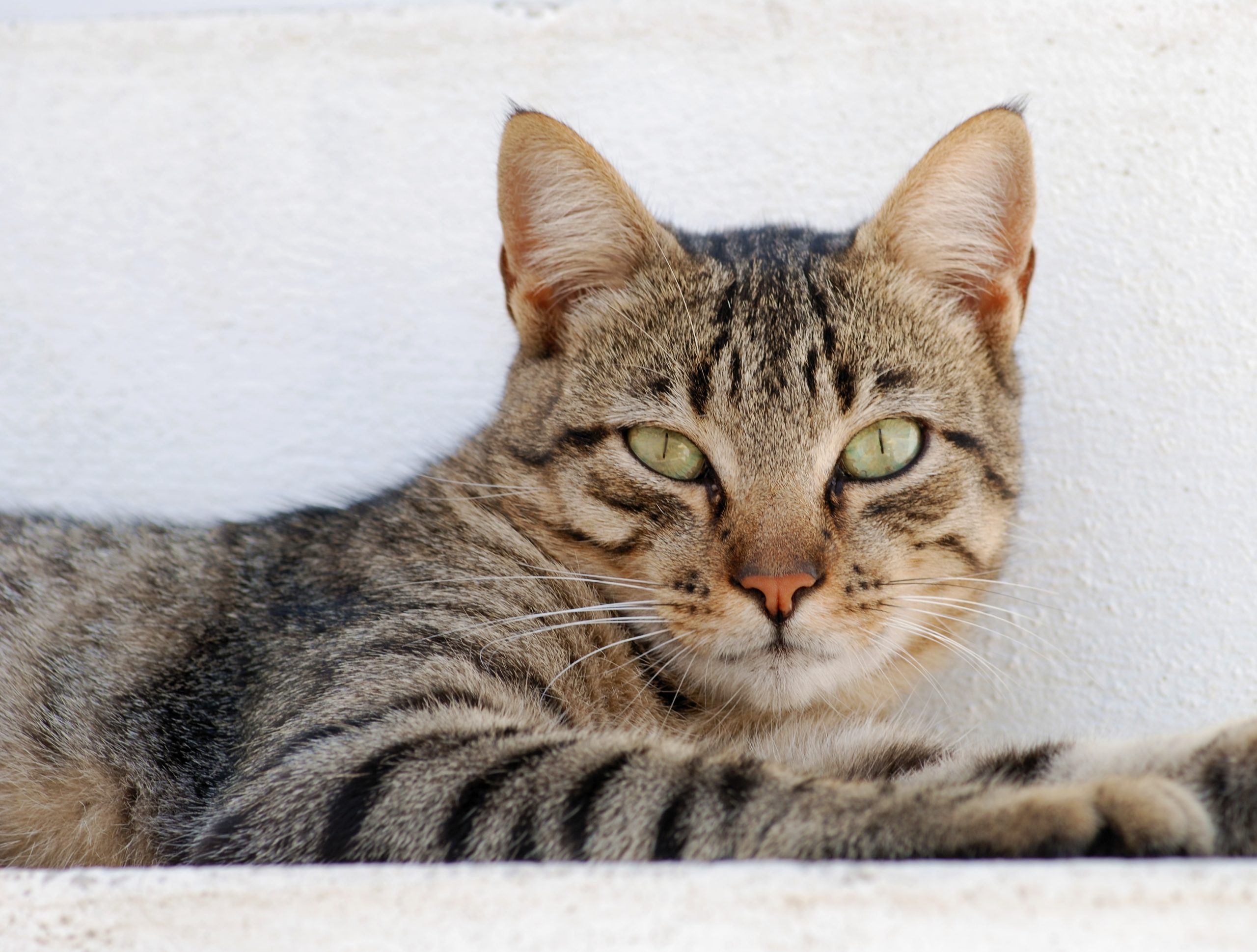 Kedi Tıraşı Gerekli midir, Zararlı mı?
