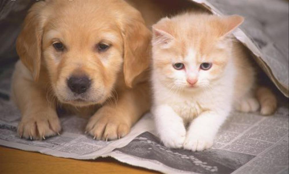 Kedi ve Köpeklerde Biyokimyasal Analizler