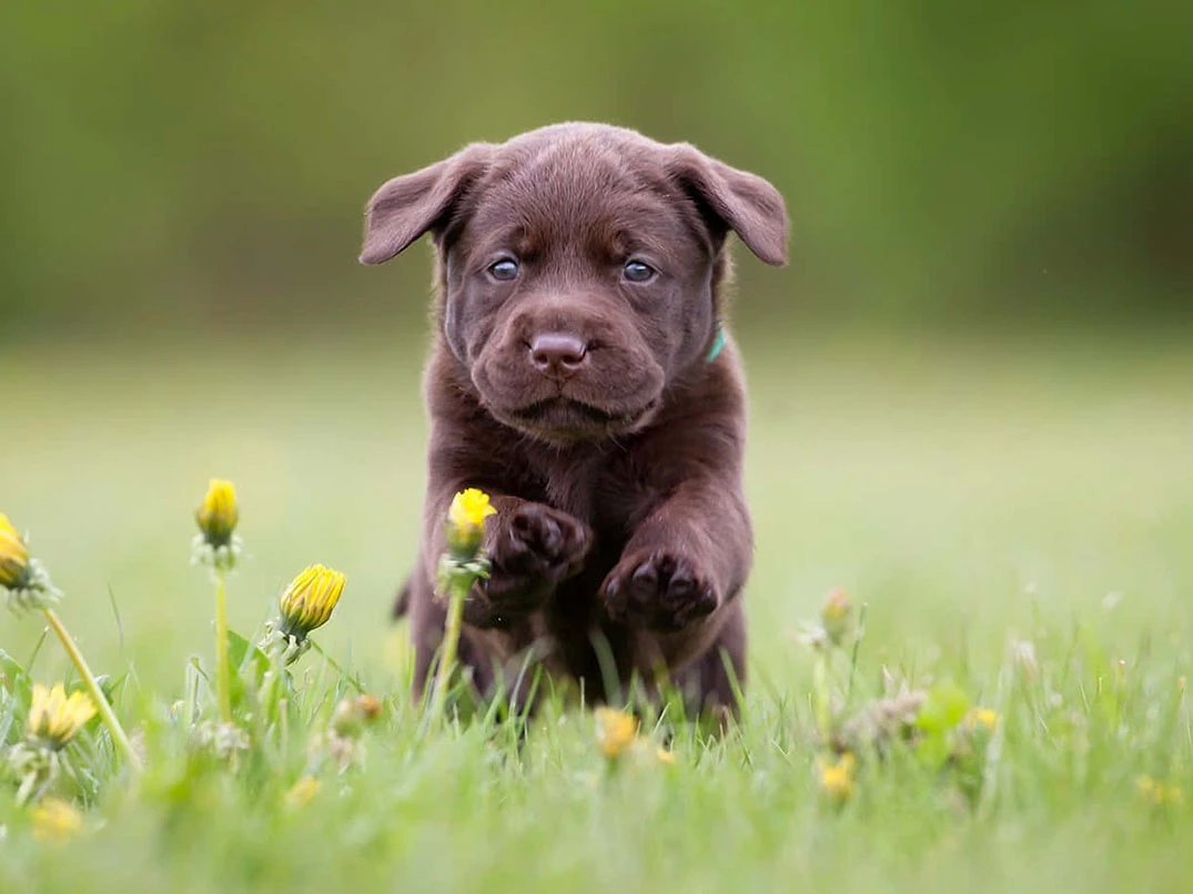 Acil Veteriner Kliniği Ataşehir