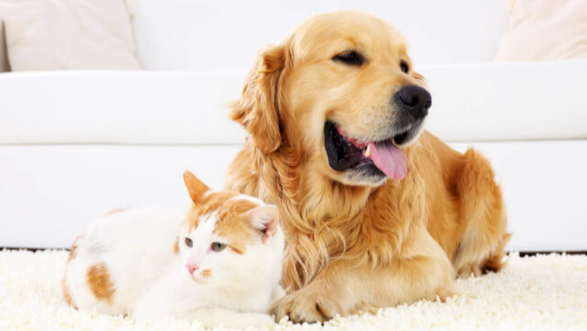 Kedi ve Köpeklerde Kısırlaştırma Gerekli mi?