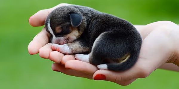 Köpeklerde Doğum Ne Kadar Sürer?