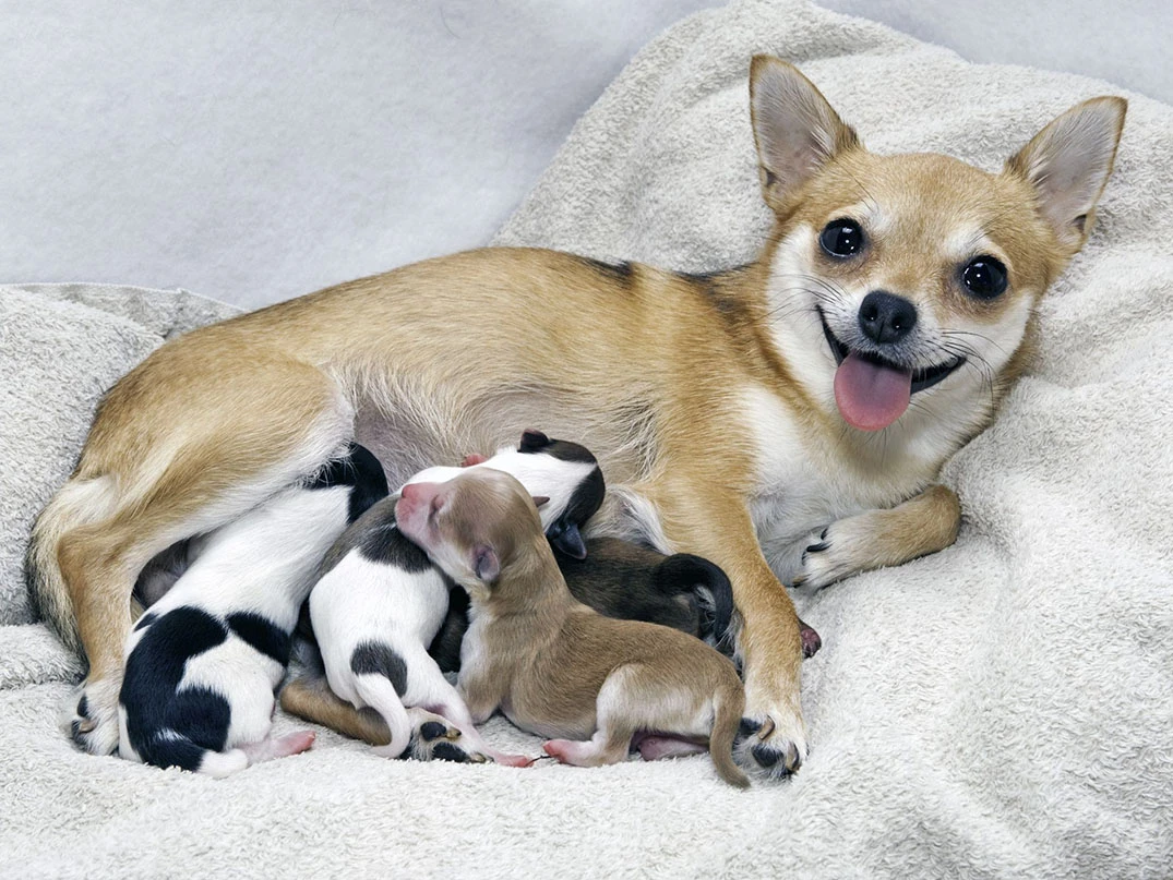 Küçük Irk Köpek Doğum Yardımı