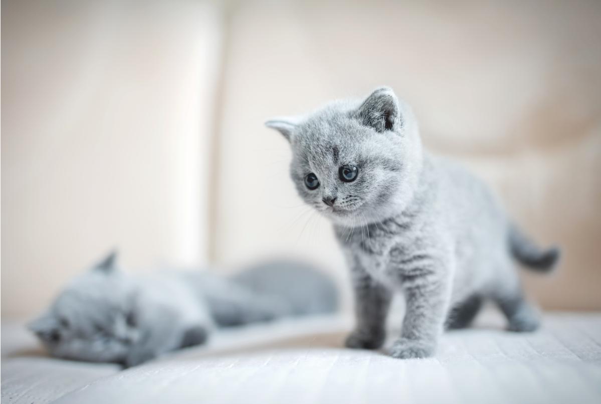 Veteriner Pansiyon Neden Tercih Edilmelidir?
