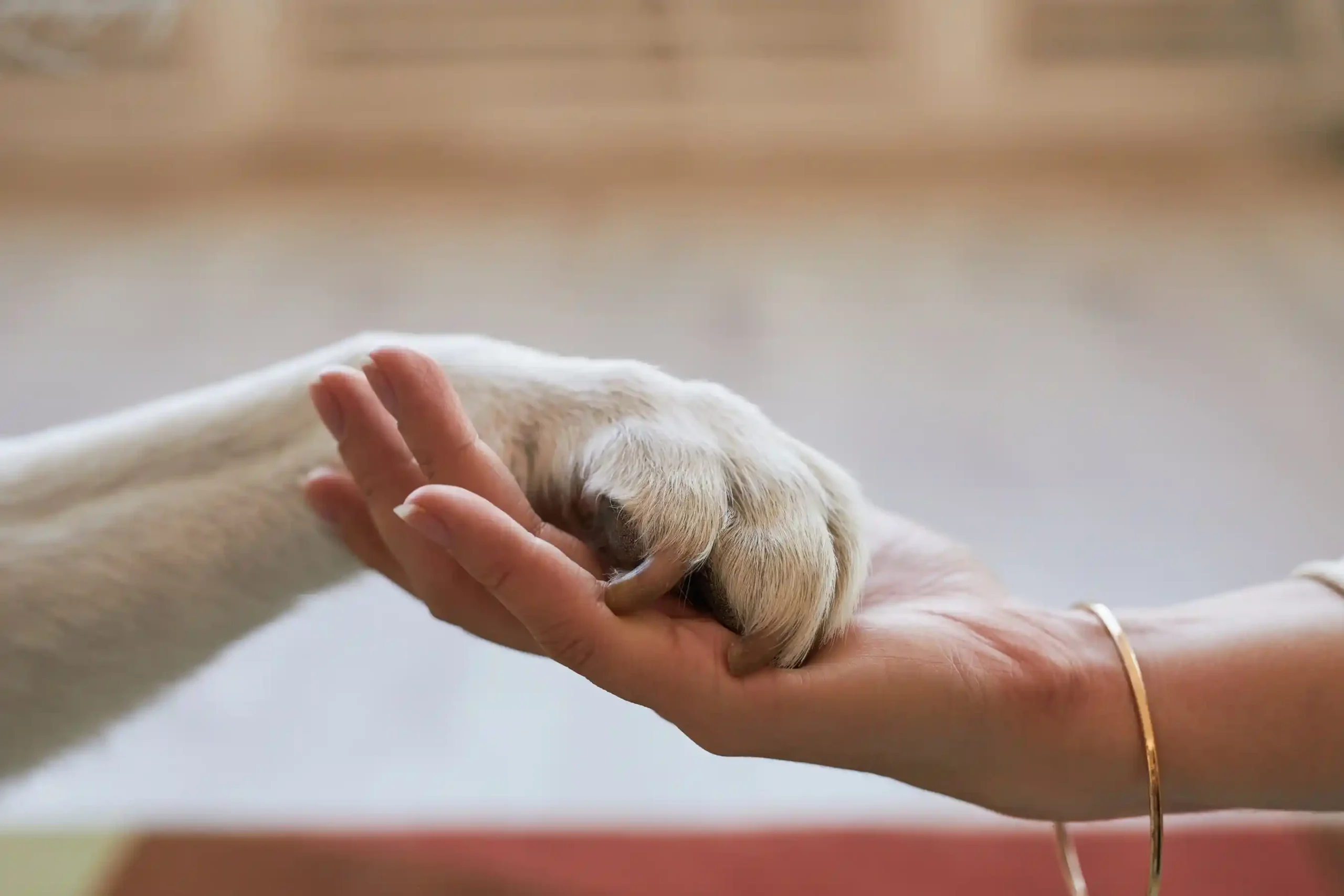 Ataşehir Veteriner Kliniği Fizik Tedavi ve Rehabilitasyon Hizmeti