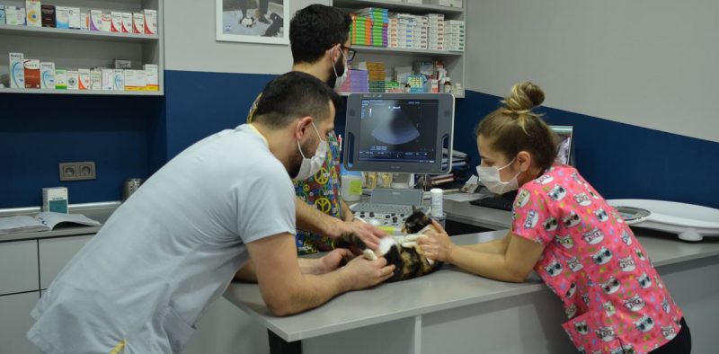 Ataşehir Veteriner Dijital Röntgen Uygulamaları
