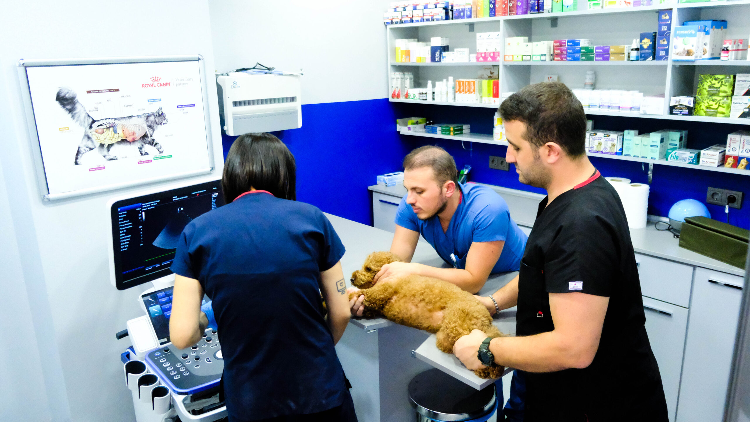 Ataşehir Veteriner EKO (Ekokardiyografi) Hizmeti