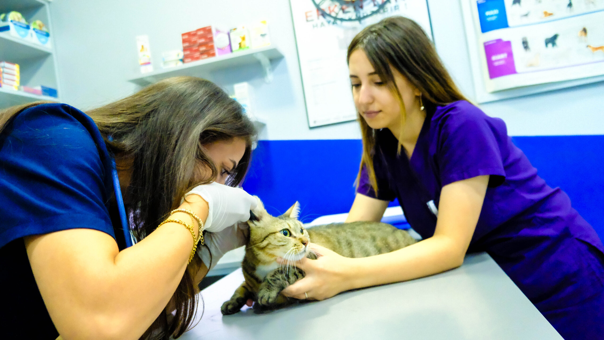 Ataşehir Veteriner Kliniği Ortopedi ve Travmatoloji Uygulamaları