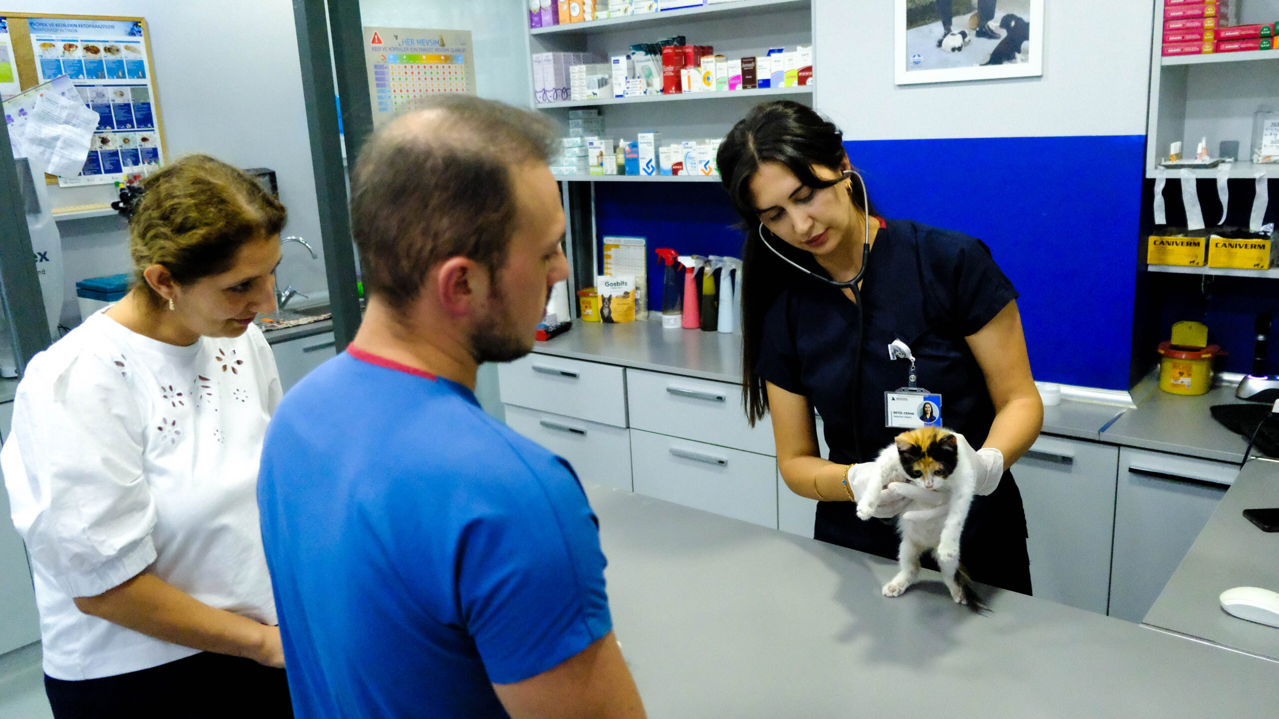 Ataşehir Kedi Tıraşı