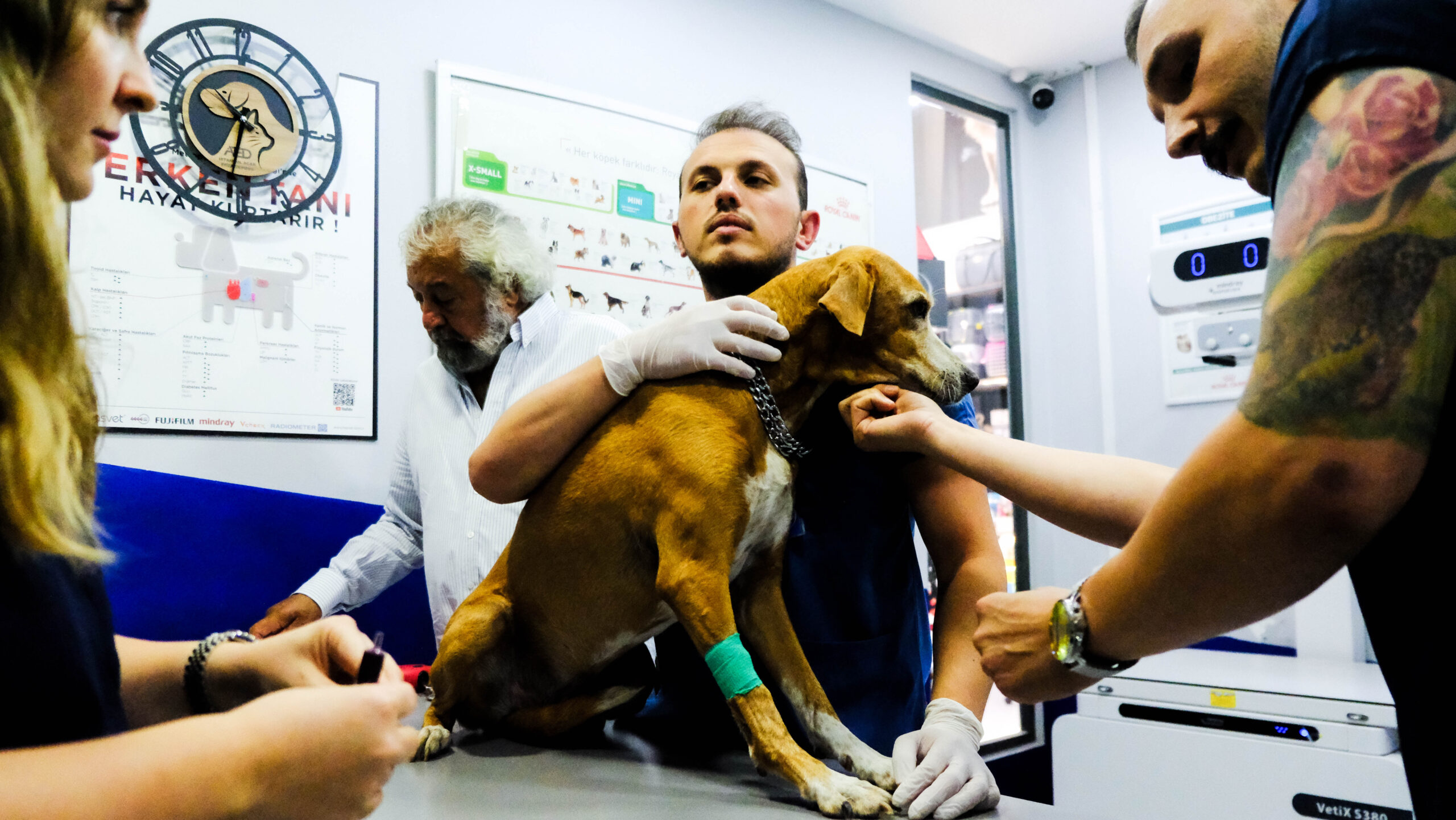 Ataşehir Veteriner Kliniği Enfeksiyon Hastalıkları Hizmetleri
