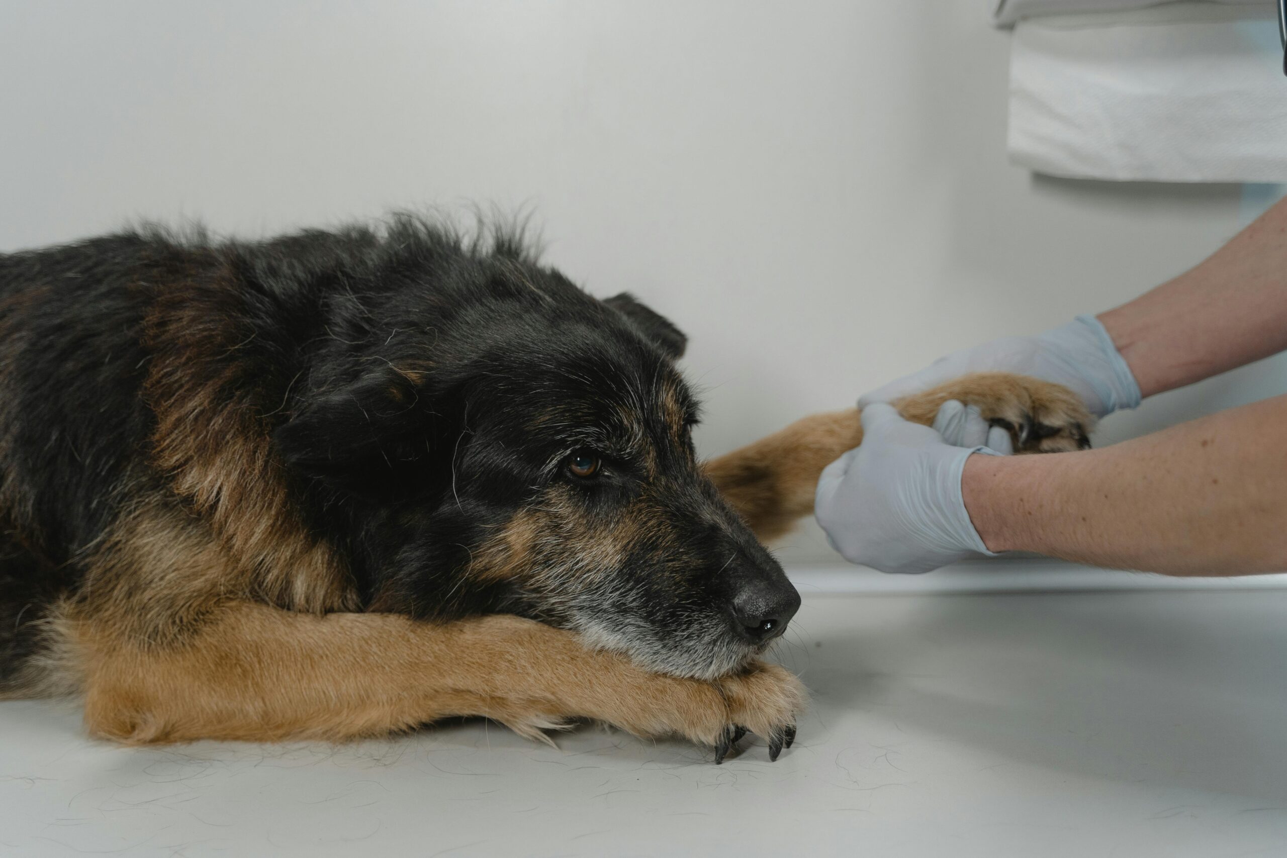 Ataşehir Veteriner Kliniği Onkoloji Servisi